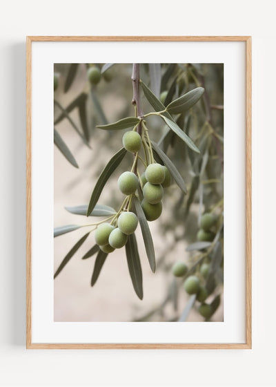 Olive Branch Art Print Peardrop Prints